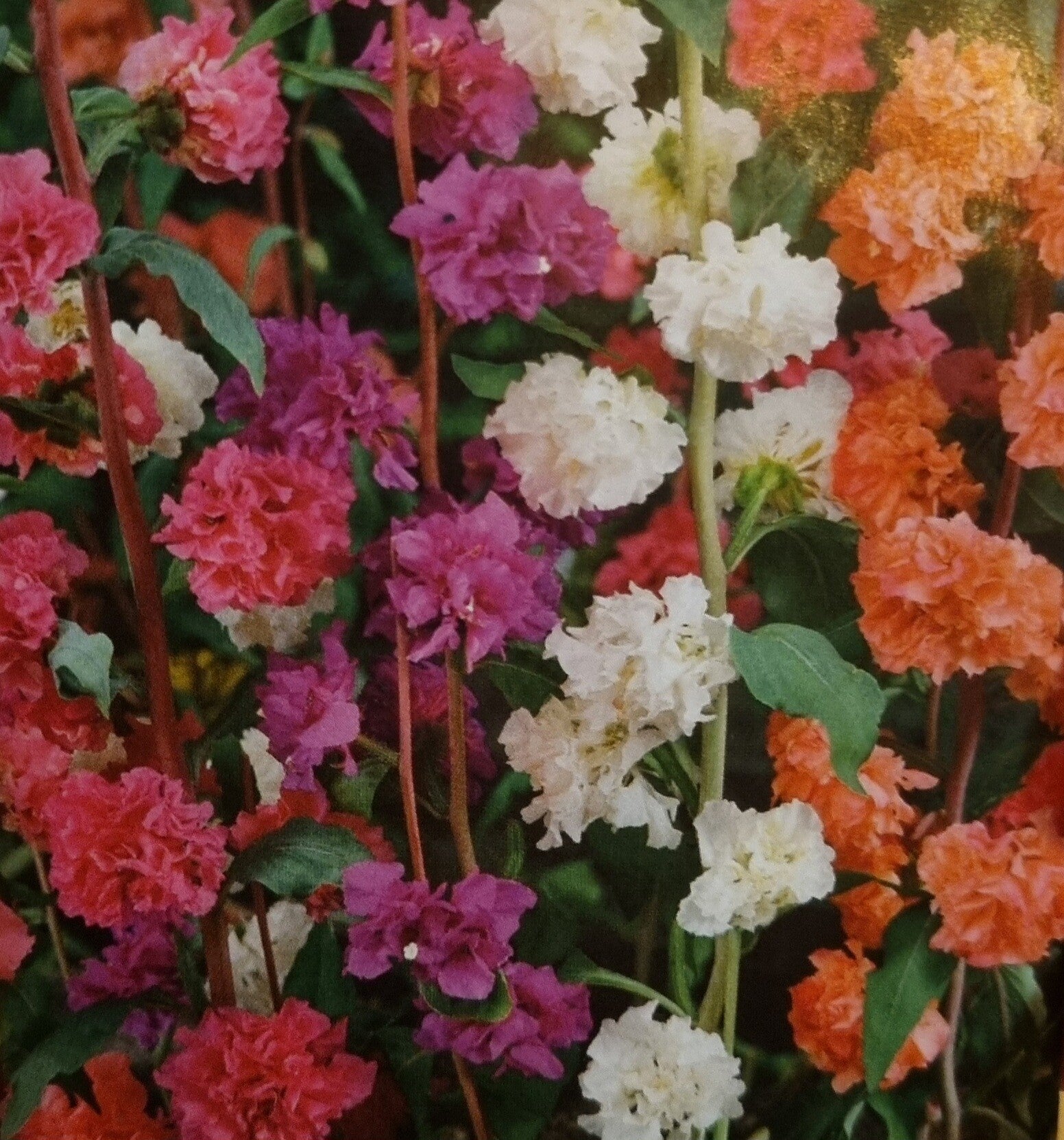 Clarkia élégant double extra variée en cours de production