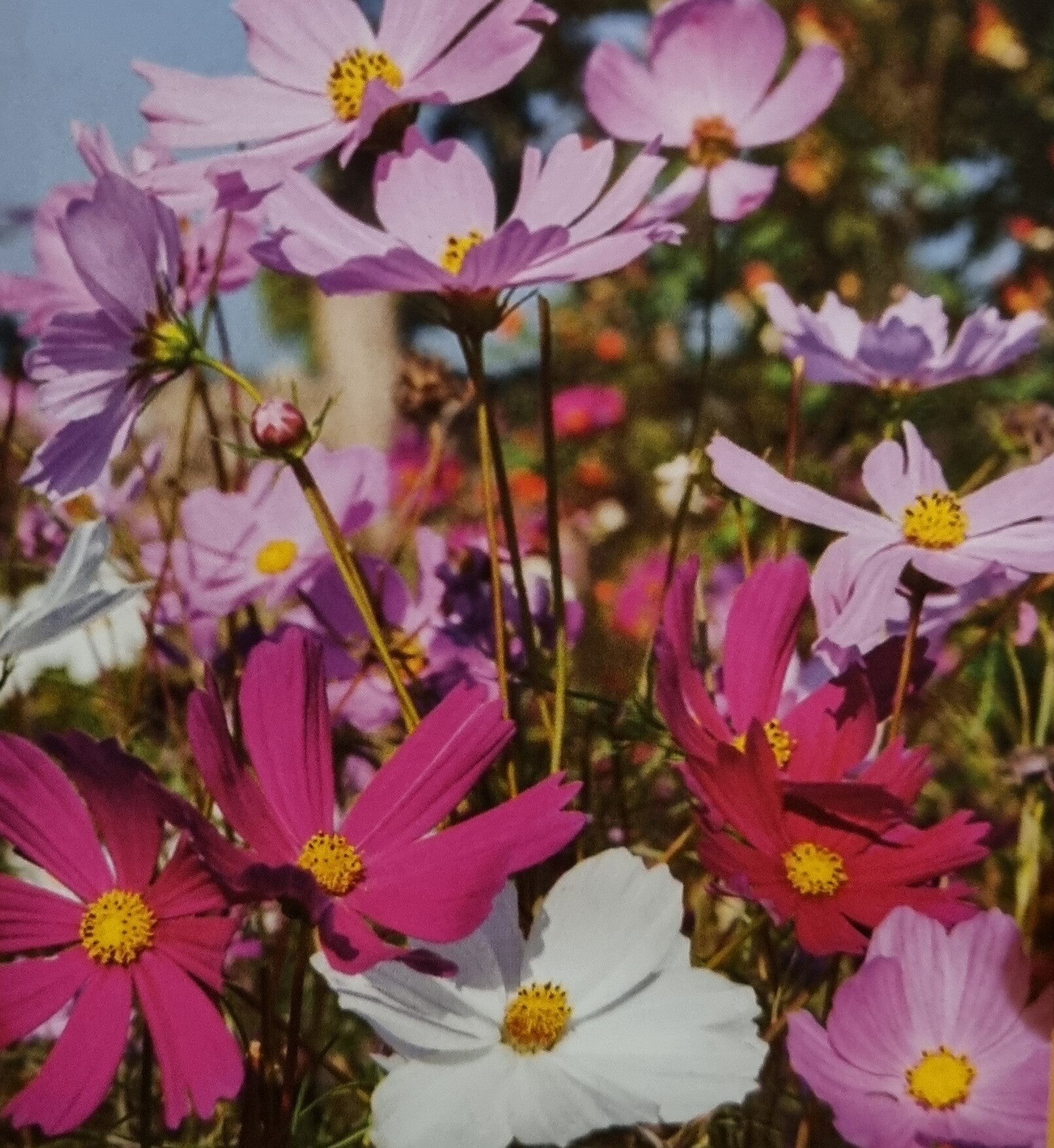 Cosmos sensation géant varié