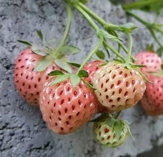 Fraisier ananas