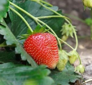 Fraisier rouge