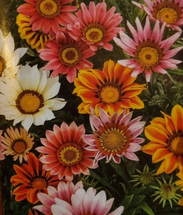 Gazania varié en cours de production