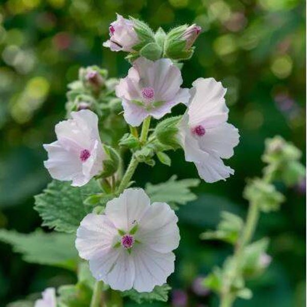 Guimauve officinale en cours de production