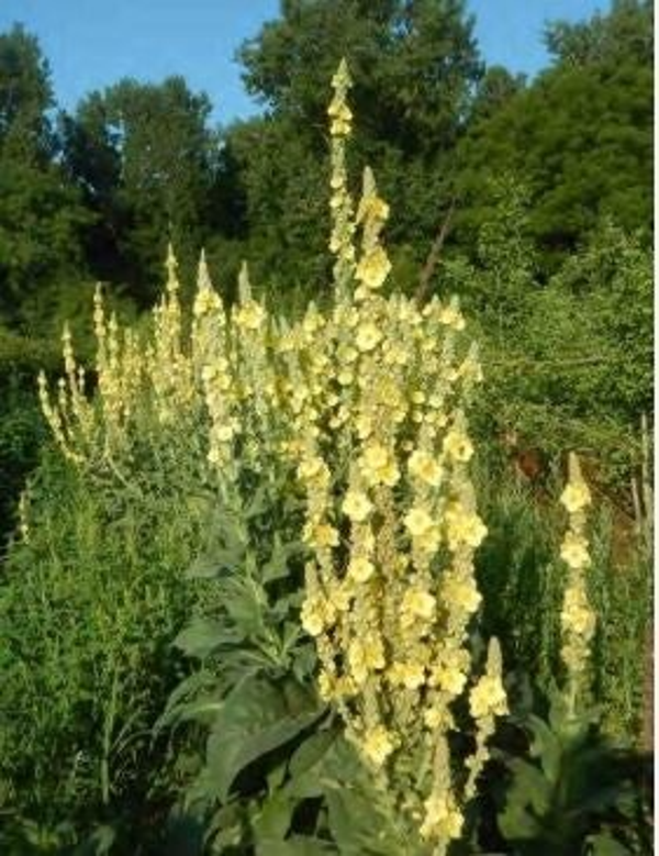 Bouillon blanc