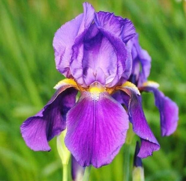 Iris en cours de production