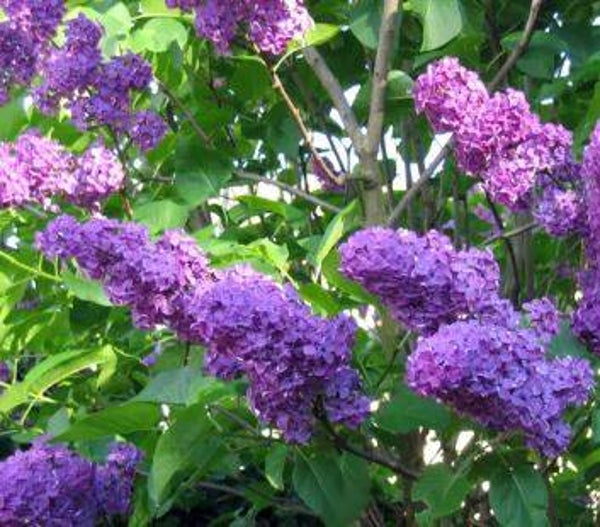 Lilas en cours de production