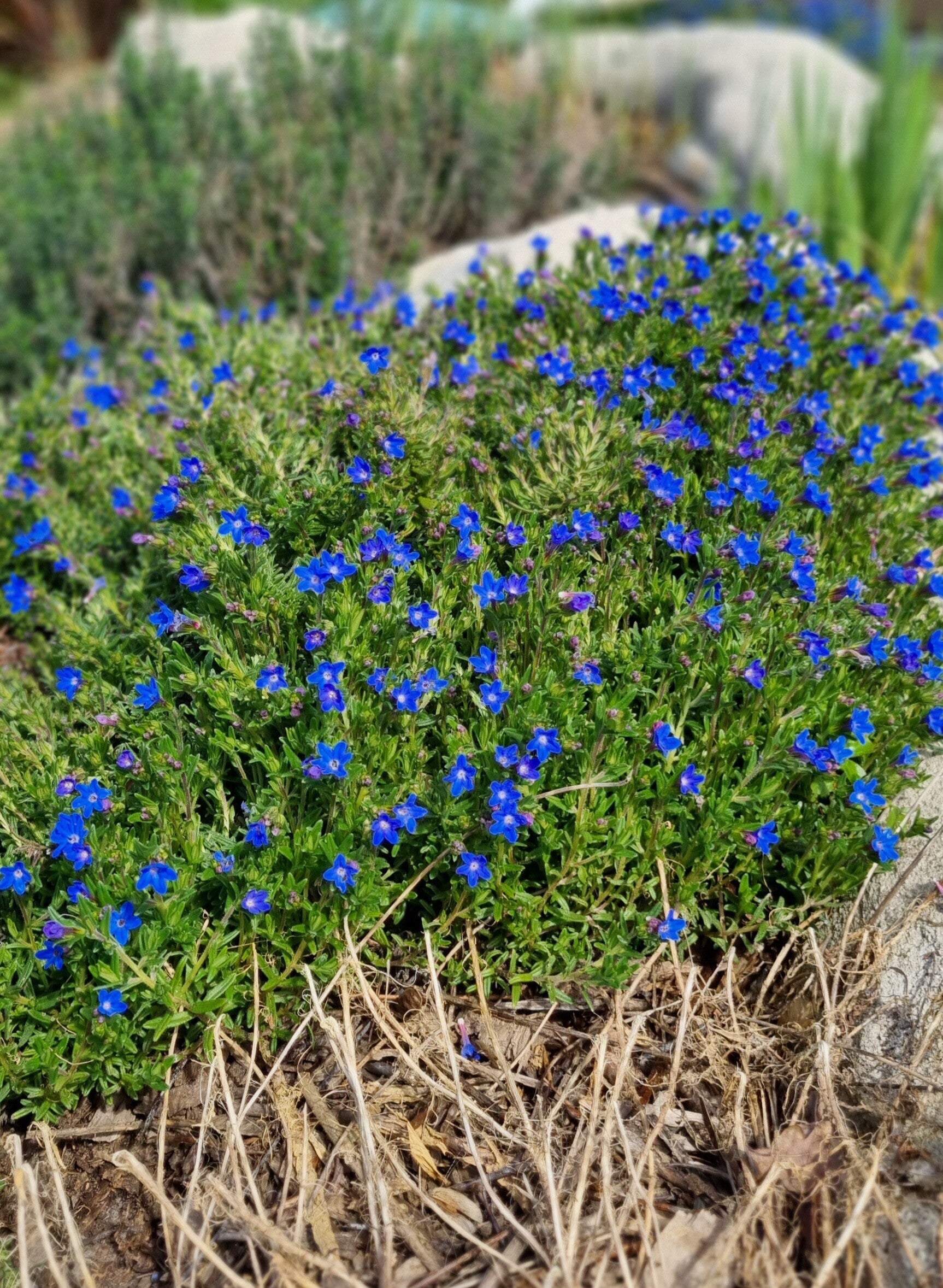 Lithodora en cours de production
