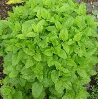 Mélisse officinale