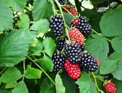 Mûrier sans épine