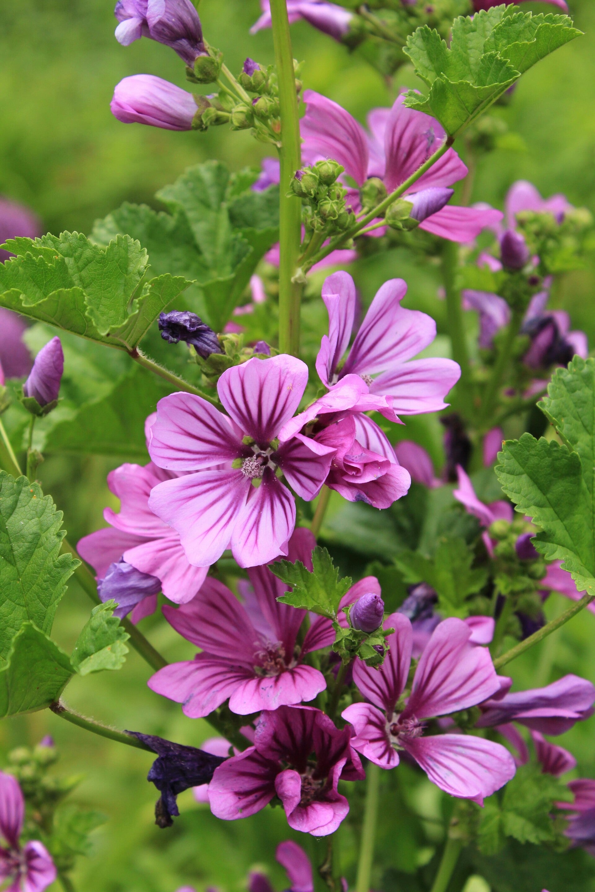 Mauve sylvestre