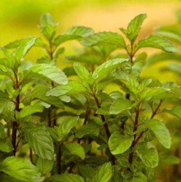 Menthe bergamote en cours de production