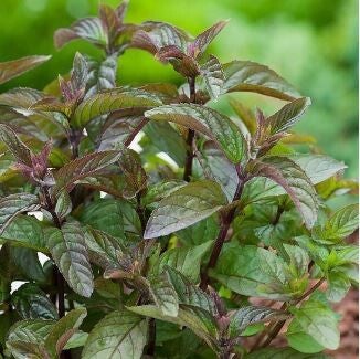 Menthe chocolat