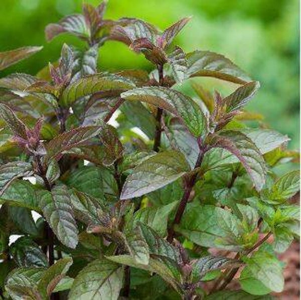 Menthe chocolat