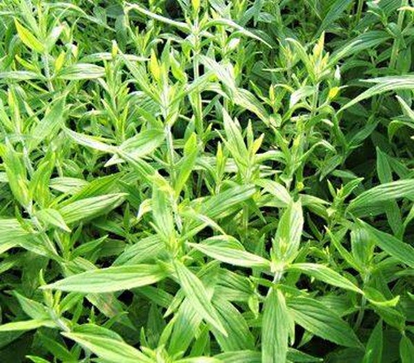 Menthe glaciale des montagnes en cours de production