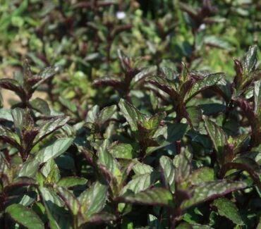 Menthe poivrée Mitcham