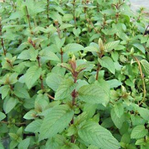 Menthe poivrée en cours de production