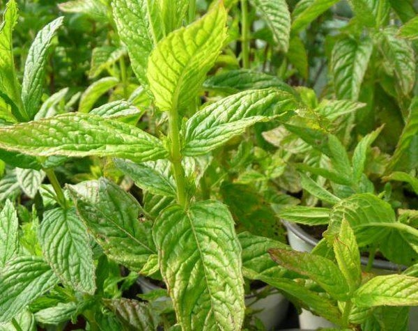 Menthe verte en cours de production