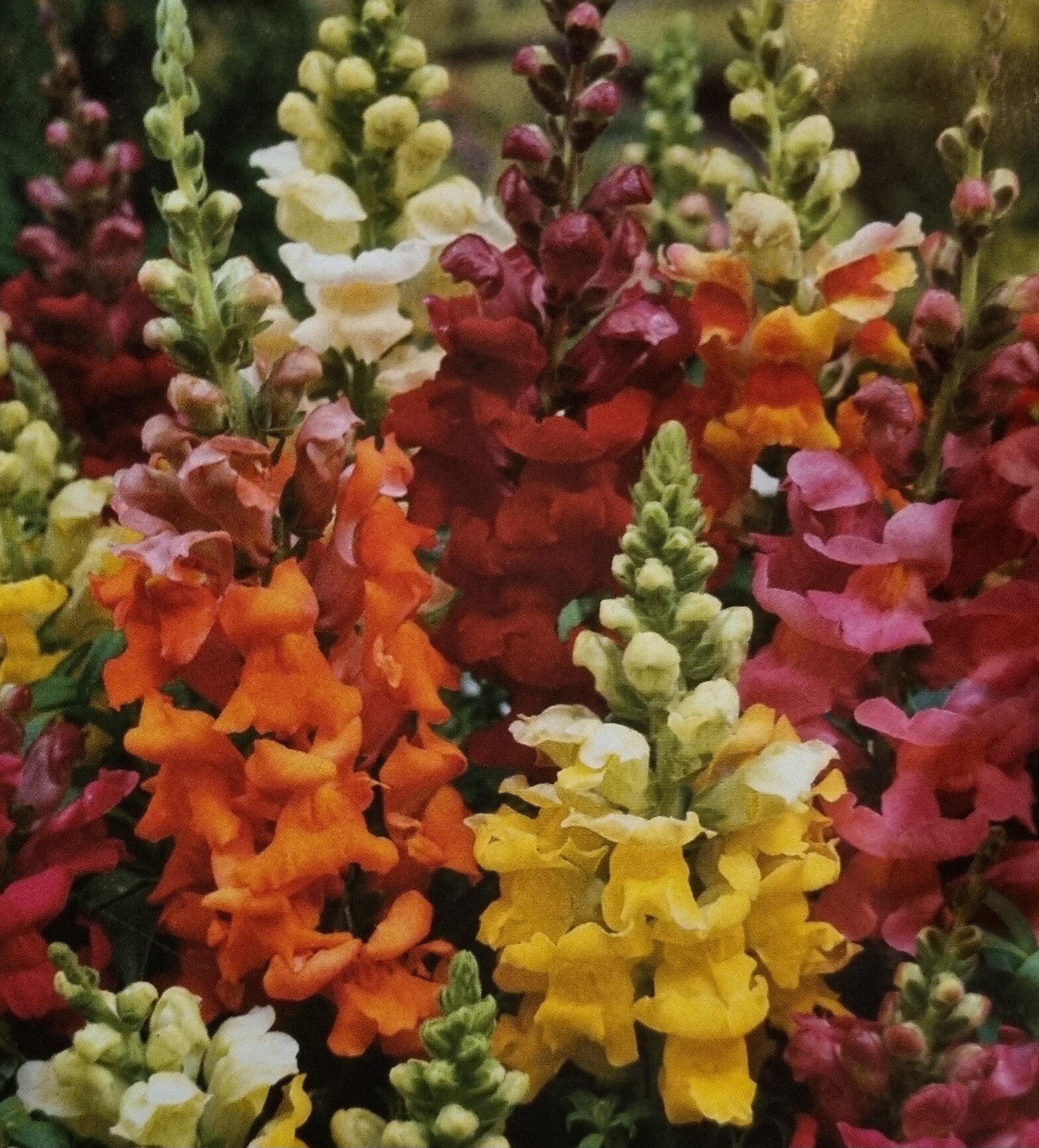 Muflier demi-nain à grande fleur varié en cours de production