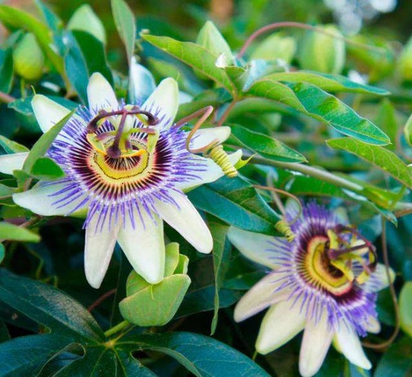 Passiflore