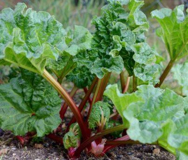 Rhubarbe en cours de production
