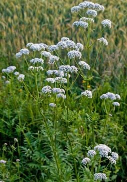Valériane officinale en cours de production