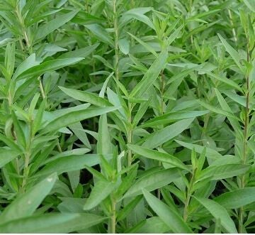 Verveine Hollywood