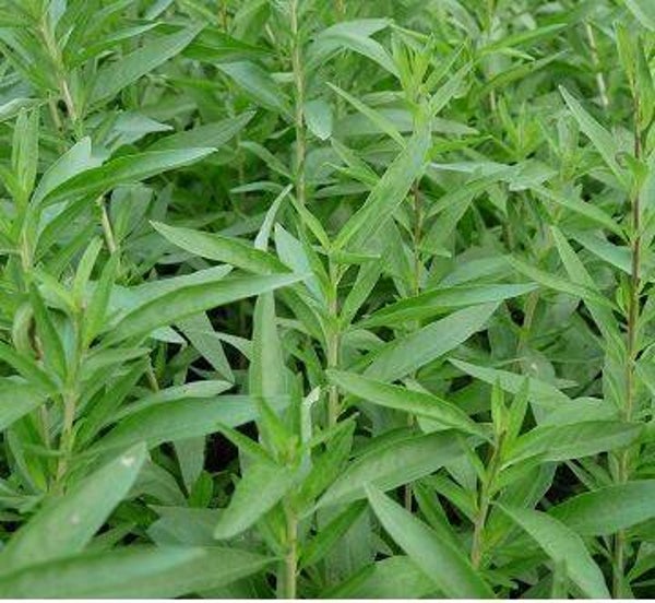 Verveine Hollywood