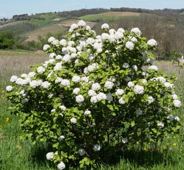 Viorne boule de neige