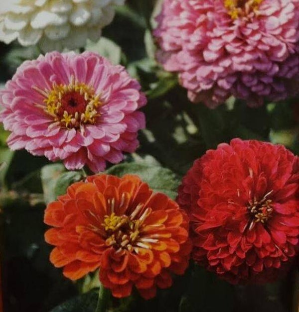 Zinnia géant de Californie varié