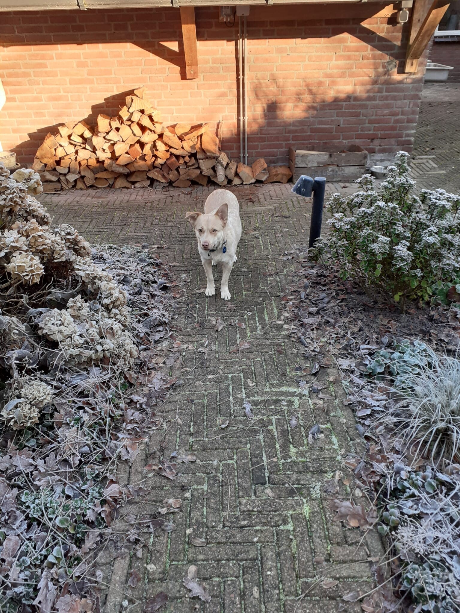 DSDR ervaring Bushra