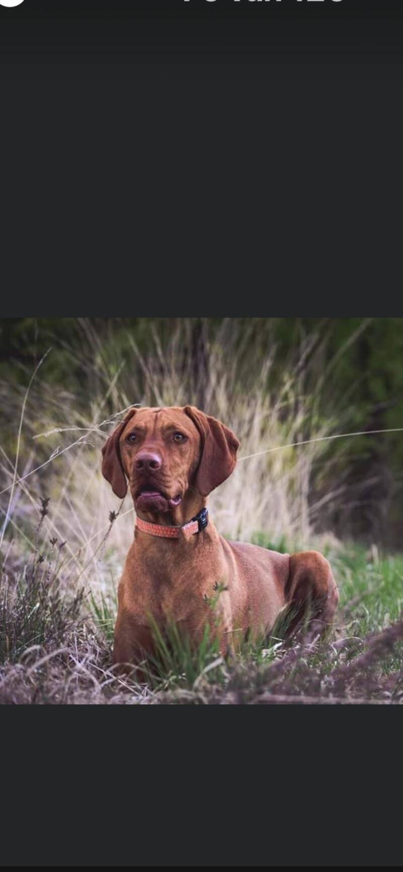 EMDR voor honden