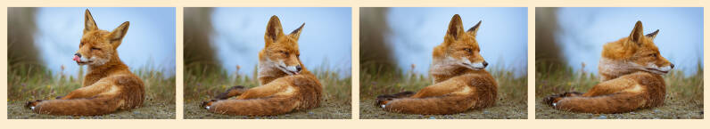 filmstrip vos liggen