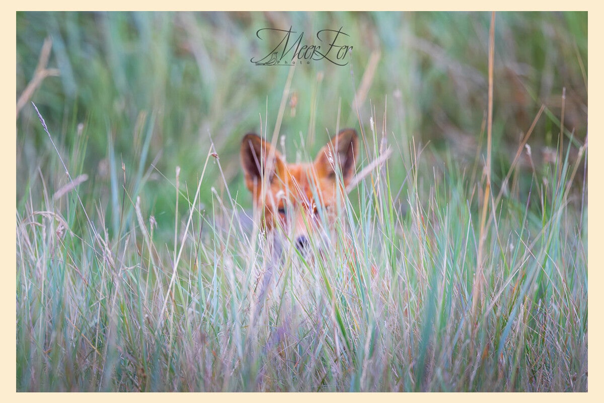 Vos achter gras