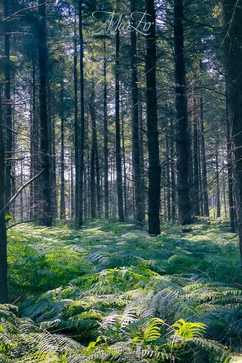 Zomers bos