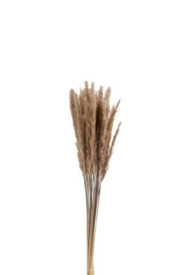 Bundel Pennisetum Gedroogd Gras Bruin