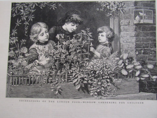 Antique Print - Window Gardening for Children