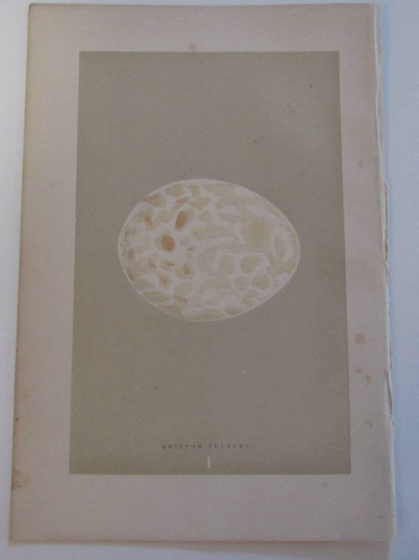 Antique Print - Vulture Egg (print, 1896)