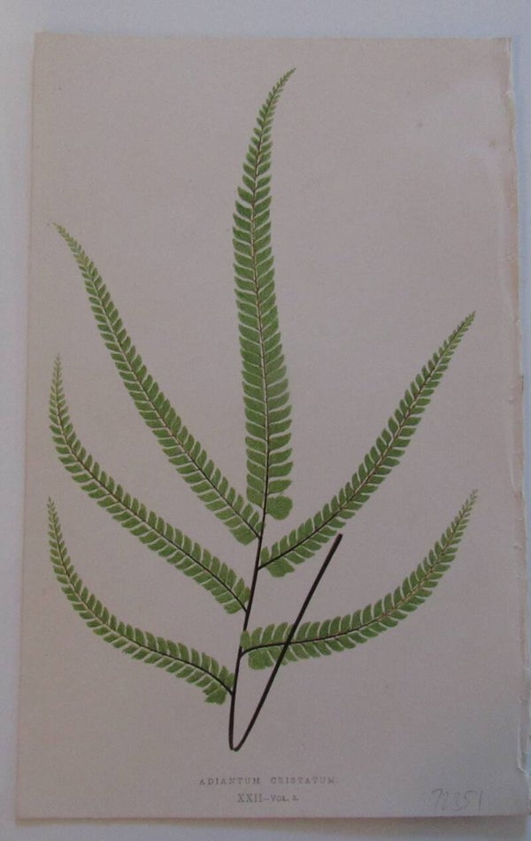 Antique Print - Fern (print, 1856)