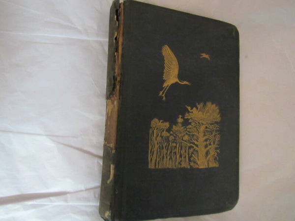 Ornithological Rambles in Sussex by A.E. Knox