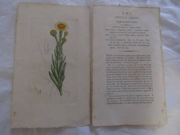 Antique Print - Saphire Leaved Fleabane (Flora, 1792)