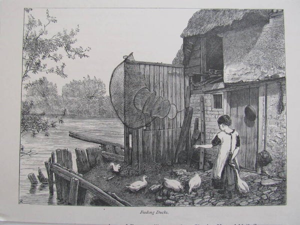 Antique Print - Feeding Ducks (1870)