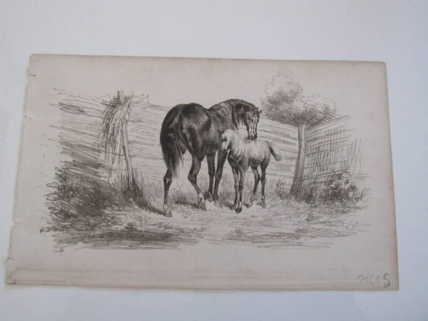 Antique Print - Mare and Foal