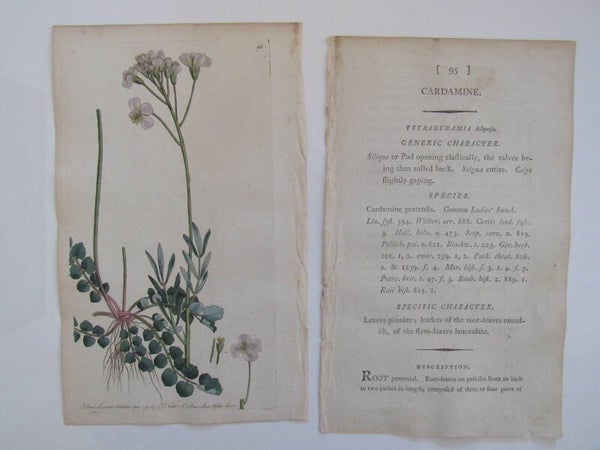Antique Print - Cardamine (Flora, 1794)