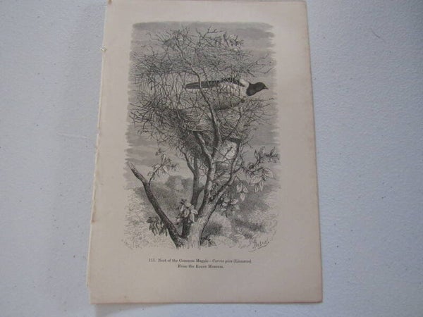 Antique Print - Nest of the Common Magpie (1877)