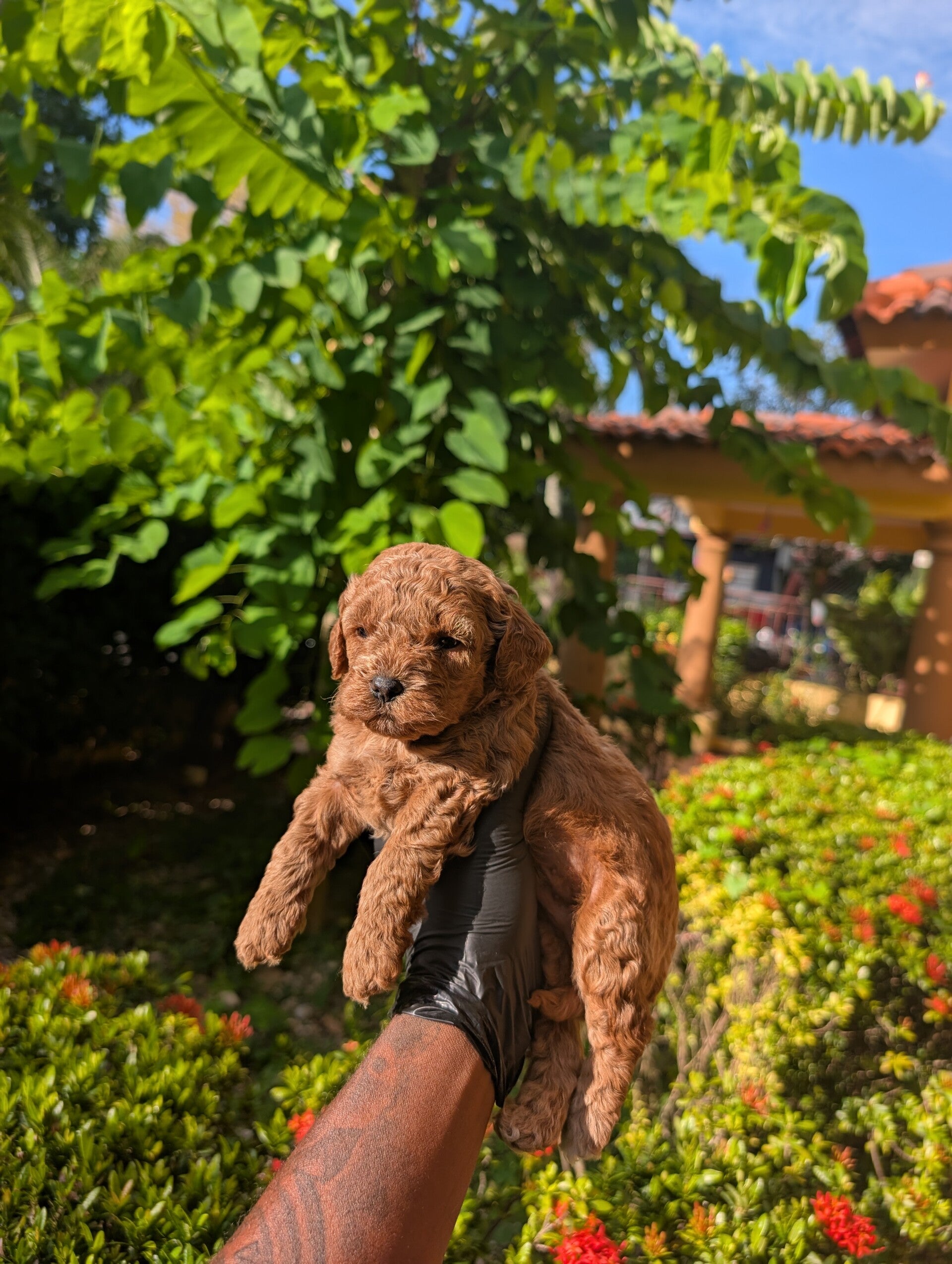 Alex: Macho F1BB Toy Goldendoodle