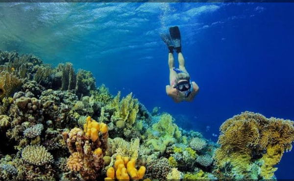 BEST ROATAN SNORKELING EXCURSION