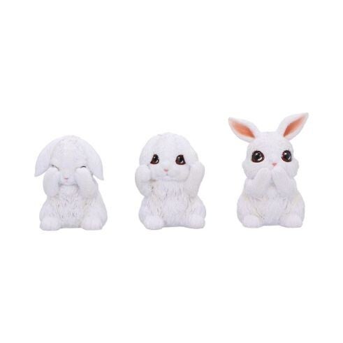 Lapins de la sagesse