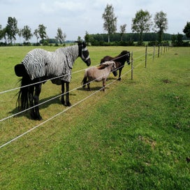 Paarden1-2.jpeg