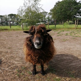 ouessantschaap3-1.jpeg