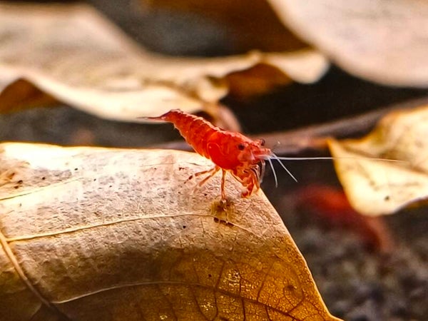 Red Fire Garnele - Neocaridina davidi