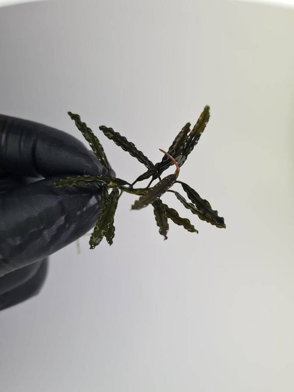 Bucephalandra Mini Catherine